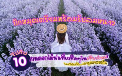 10 สวนดอกไม้สวย @เชียงใหม่