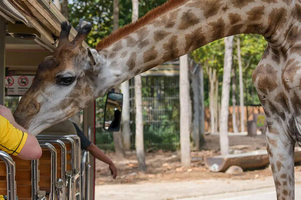 Night Safari